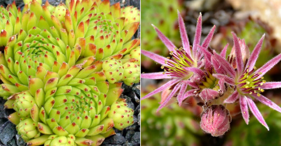 Sempervivum montanum subsp. stiriacum (Mountain Houseleek)