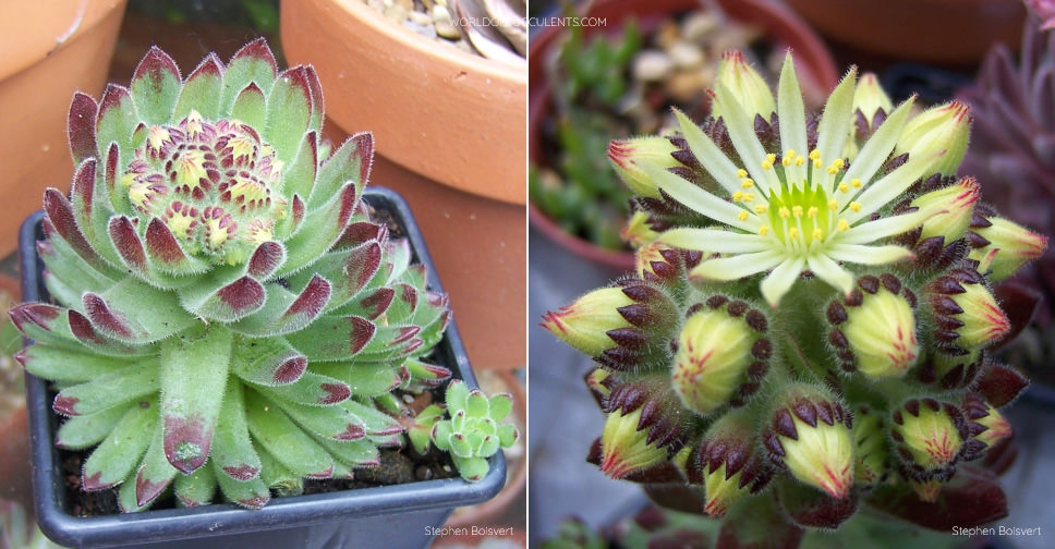 Sempervivum pittonii (Pittoni Houseleek)