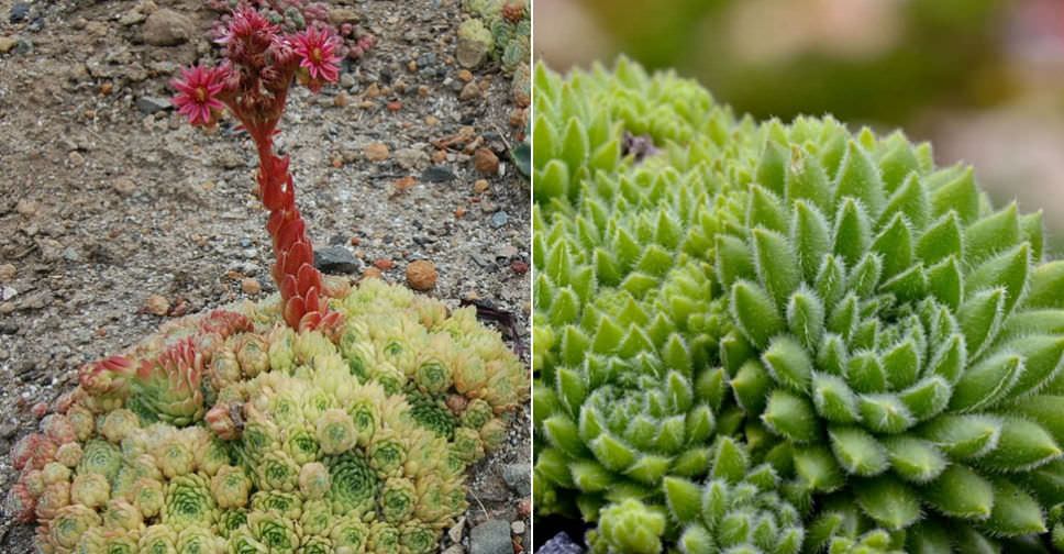 Sempervivum pumilum