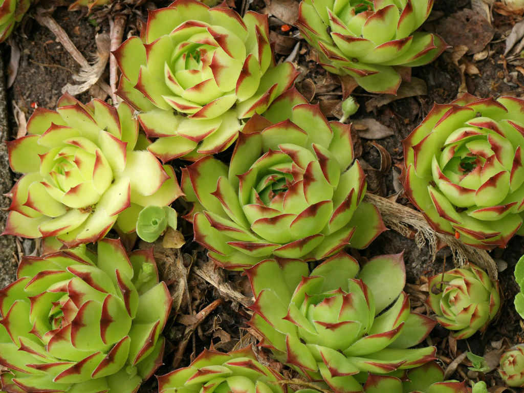 Sempervivum tectorum ‘Royanum’