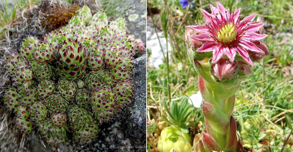 Sempervivum vicentei