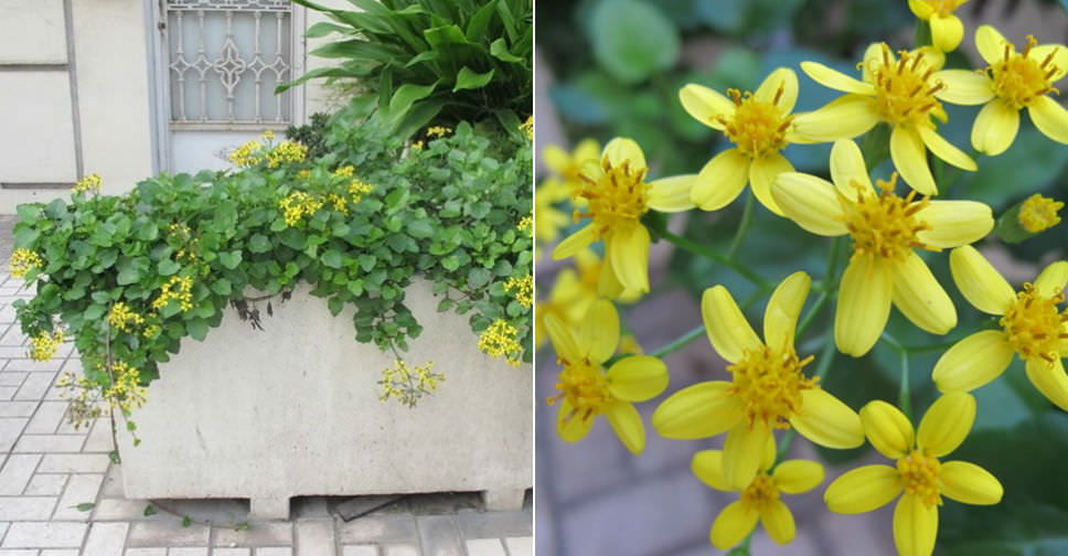 Senecio angulatus (Climbing Groundsel)