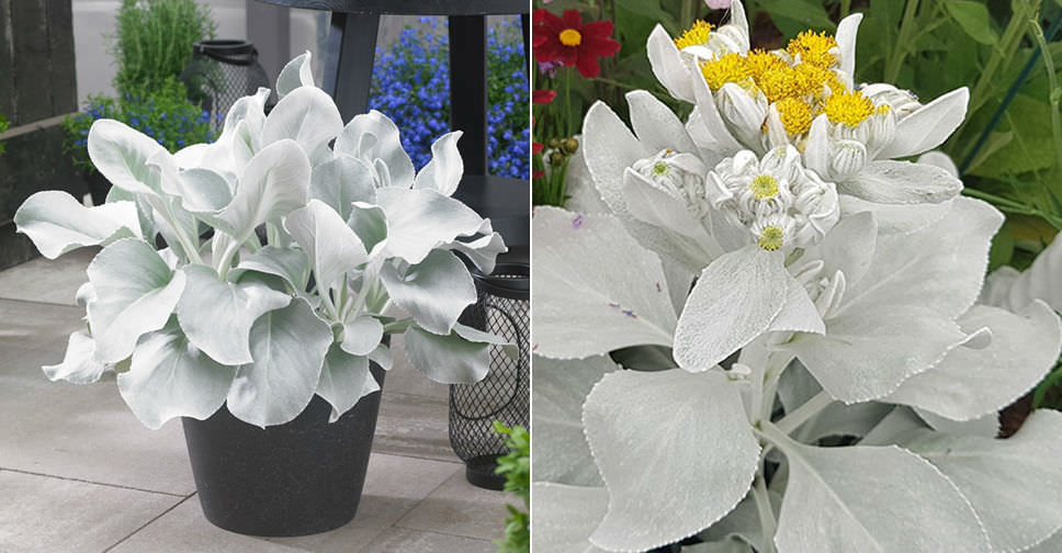 Senecio candicans ‘Angel Wings’