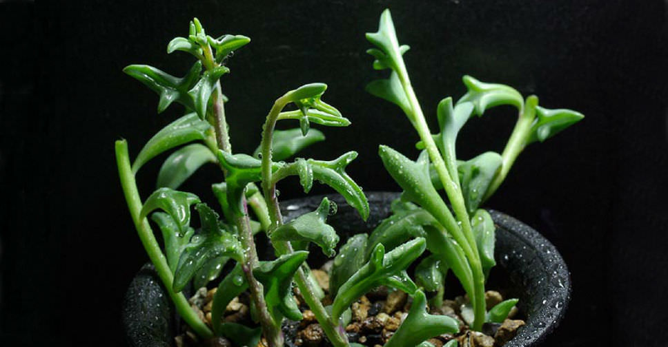 Senecio ‘Hippogriff’ (String of Dolphins)