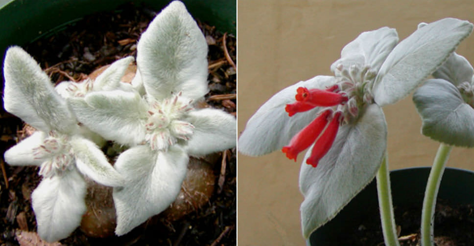 Sinningia leucotricha (Brazilian Edelweiss)