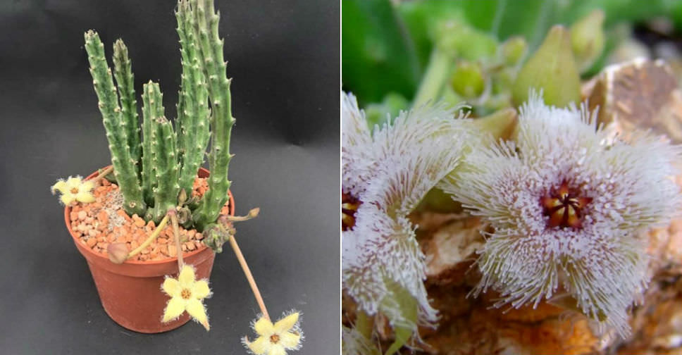 Stapelia glanduliflora (Glandular Stapelia)