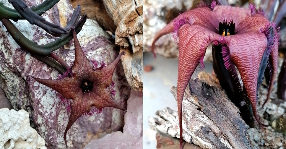 Stapelia schinzii var. angolensis