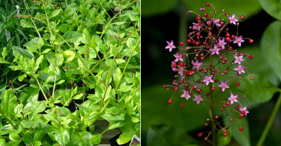 Talinum paniculatum (Jewels of Opar)