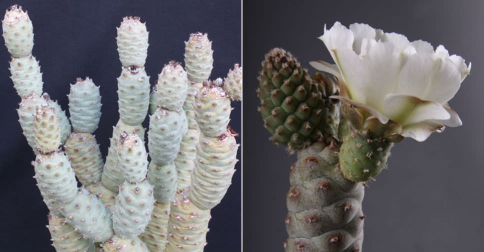 Tephrocactus articulatus var. inermis (Pine Cone Cactus)