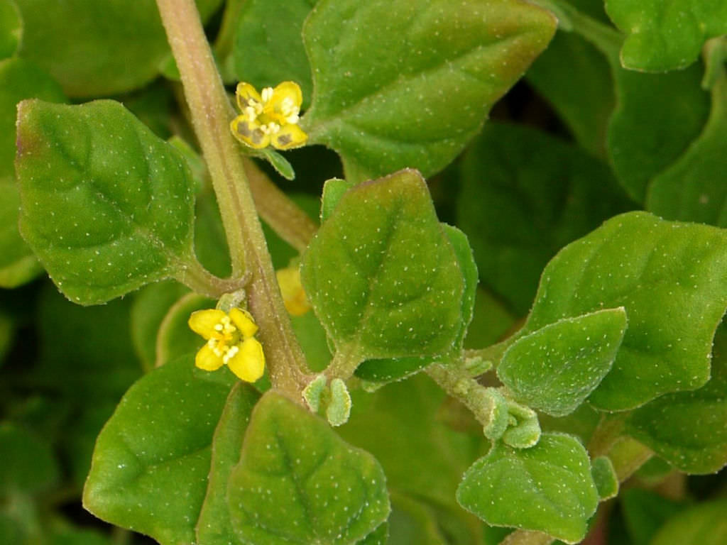 Tetragonia tetragonioides (New Zealand Spinach)