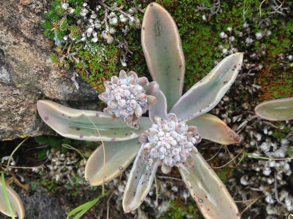 Thompsonella minutiflora