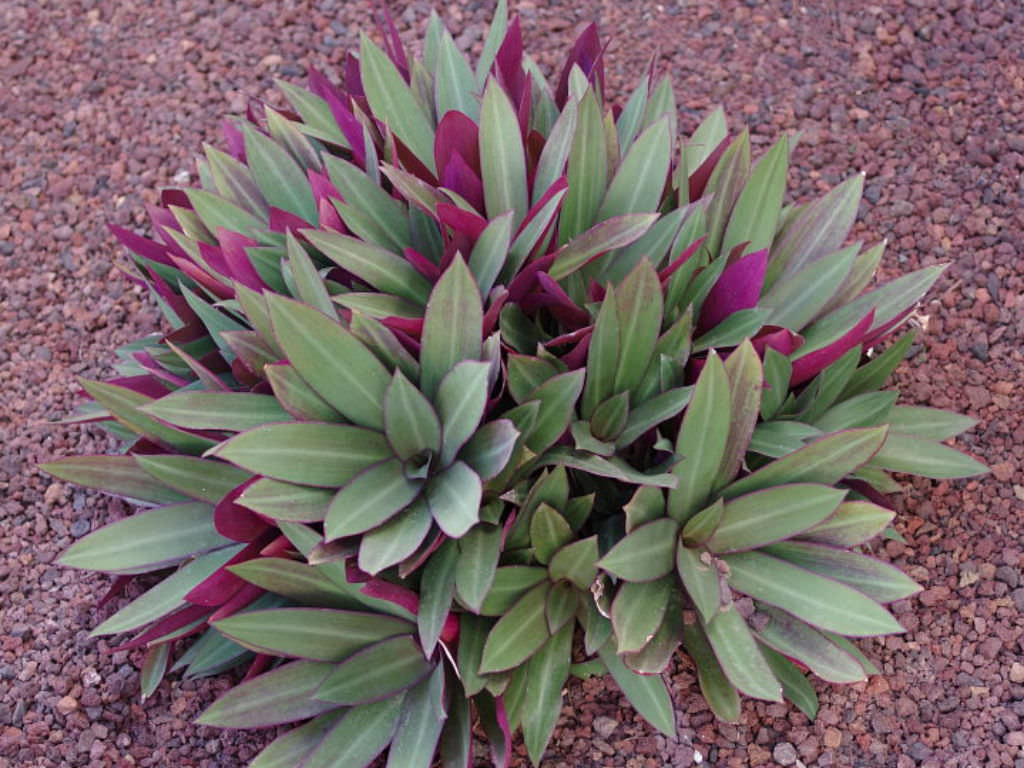 Tradescantia spathacea (Moses-in-the-cradle)