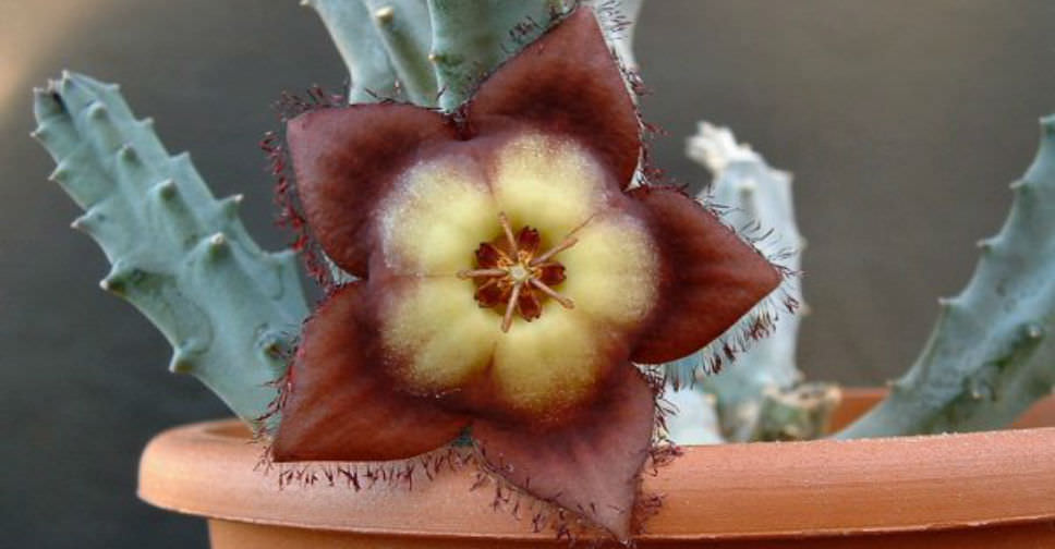 Tromotriche revoluta (Revolute-flowered Tromotriche)