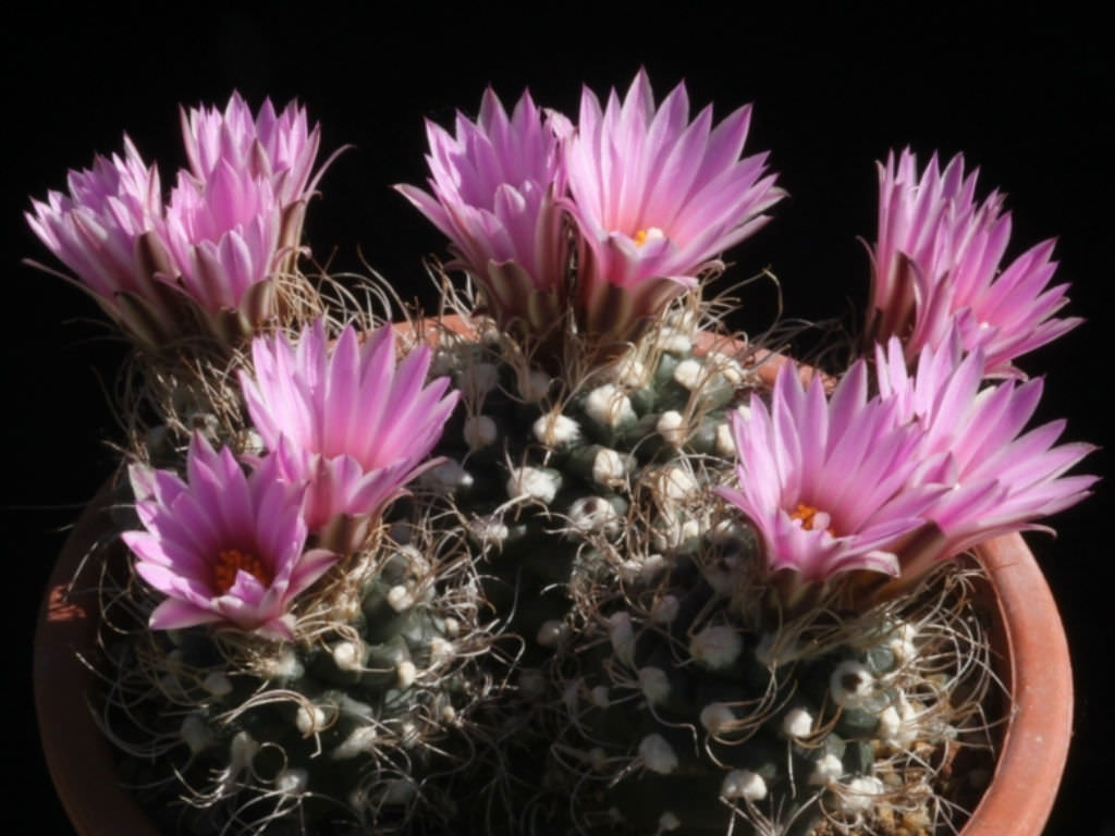 Turbinicarpus pseudomacrochele