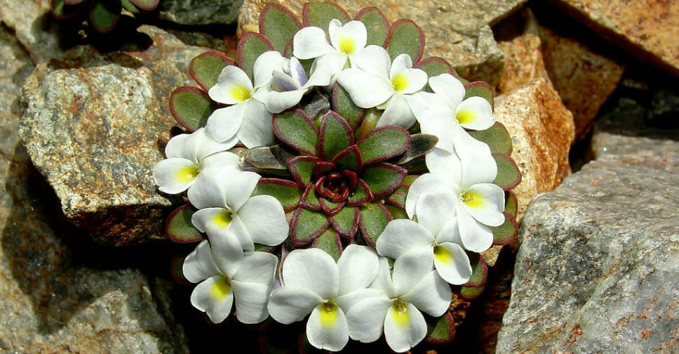 Viola sacculus