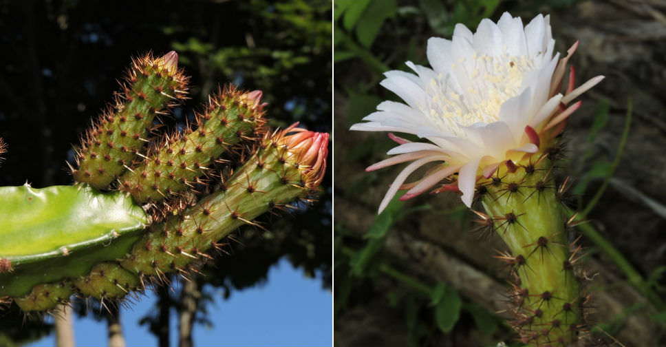 Weberocereus tonduzii (Ballerina Flower)