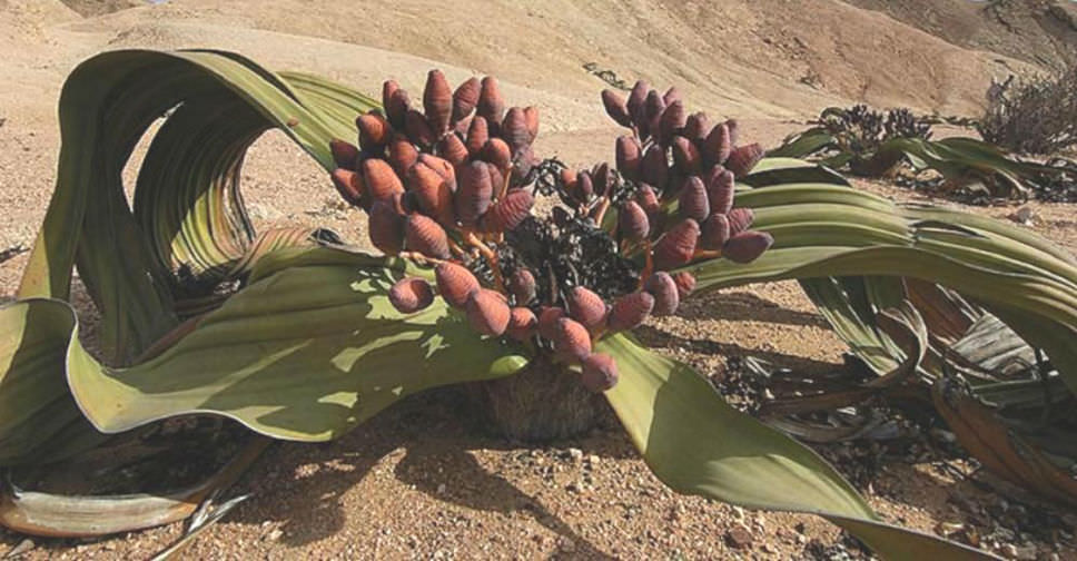 Welwitschia mirabilis (Tree Tumbo)