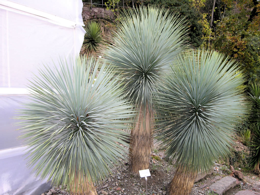 Yucca thompsoniana (Thompson’s Yucca)