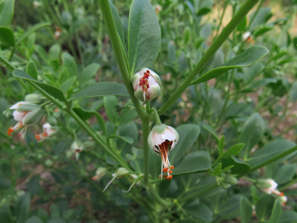 Zygophyllum fabago (Syrian Bean Caper)